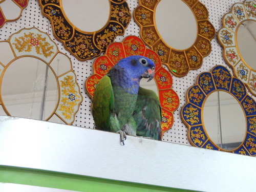 The Shop's Parrot was free to come and go as it pleased.